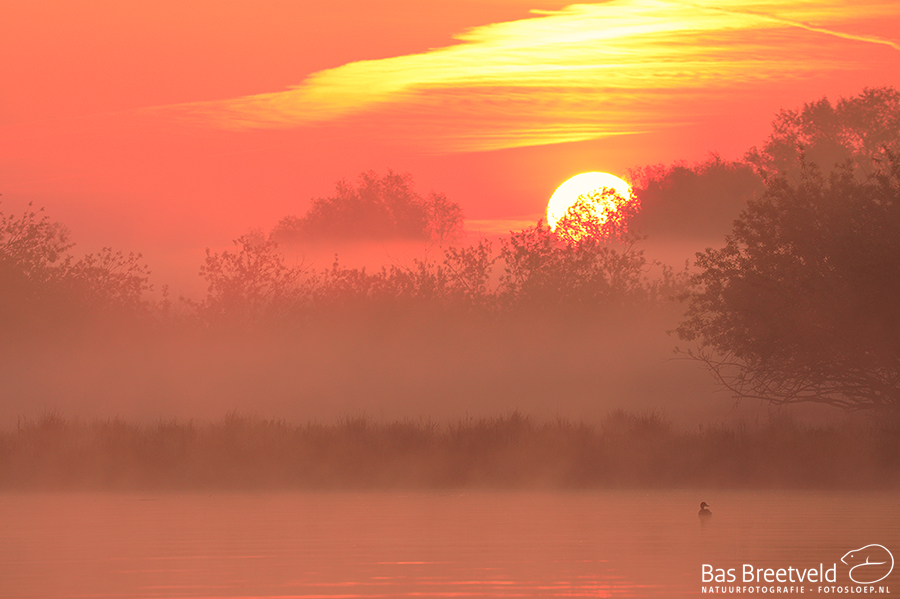 Biesbosch fotoworkshop