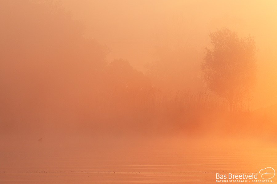 Fotoworkshop Biesbosch
