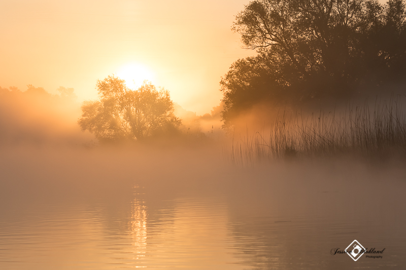 Biesbosch in de mist 1