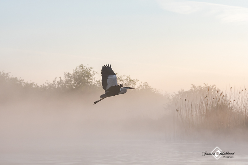 Biesbosch in de mist 2