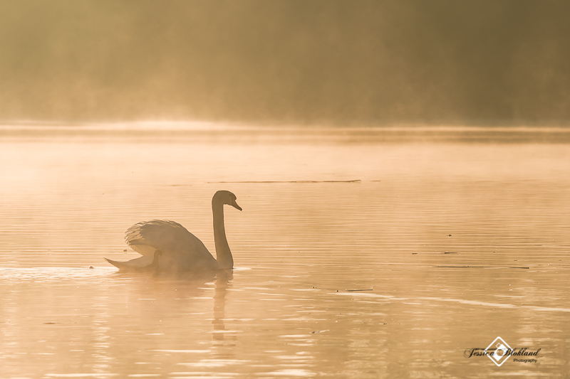 Biesbosch in de mist 3