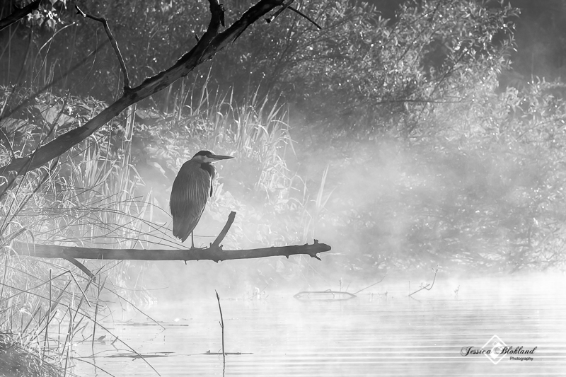 Biesbosch in de mist 4