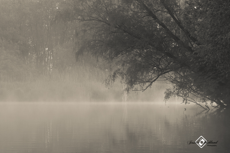 Biesbosch in de mist 5
