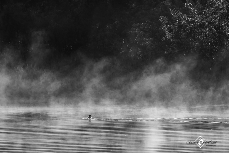 Biesbosch in de mist 7